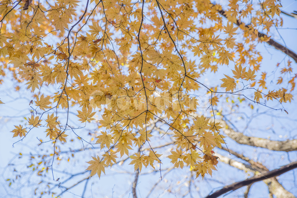 가을,풍경,단풍,가을나무,가을풍경,울긋불긋,가을,계절,fall,autumn,season,식물,자연,plants,nature,leaf,잎,plant,tree,나무,maple