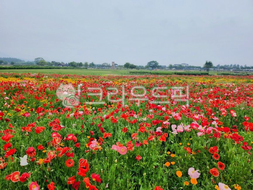 꽃,필드,목초지,자연,outdoors,nature,flower,field,grassland