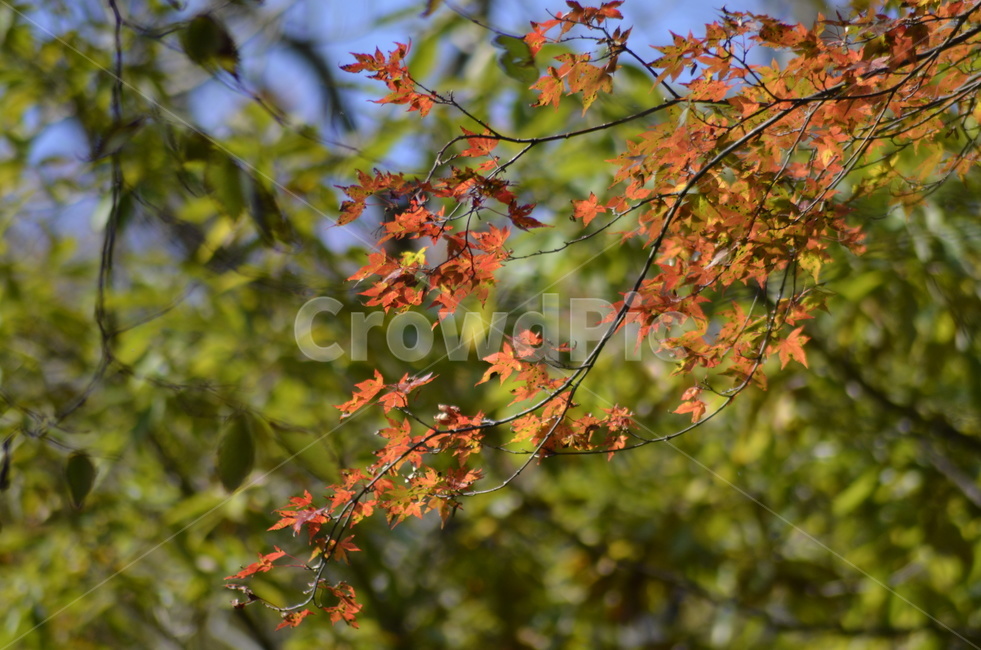 단풍,가을,식물,tree,나무,잎,leaf,plant,가을,계절,fall,autumn,season