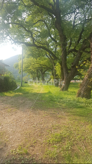 느티나무,나무,tree,풀,자연