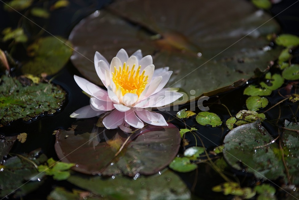 봄,꽃,연꽃,식물,연못,식물,자연,plants,nature,꽃,flower