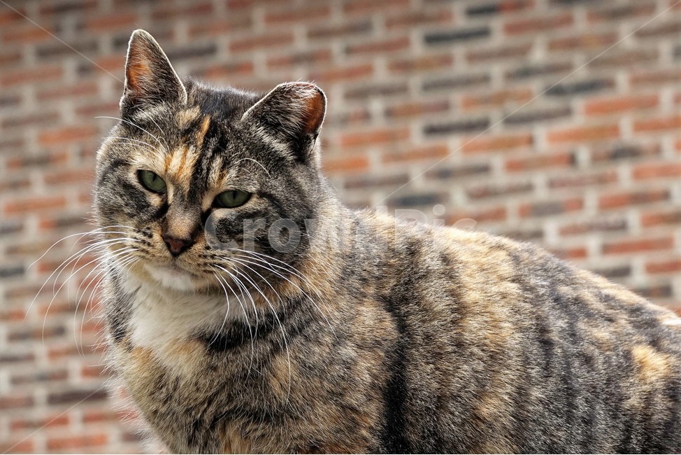 고양이,벽돌,우울,슬퍼보임,얼룩무늬,수염,눈,불쌍함,길냥이,추위,겨울,winter,cat,sorrow,eye,spottedpattern,애처로움,호피무늬,반려묘,담장,벽,동물,animal,포유류,mammal,고양이,cat,kitten,kitty
