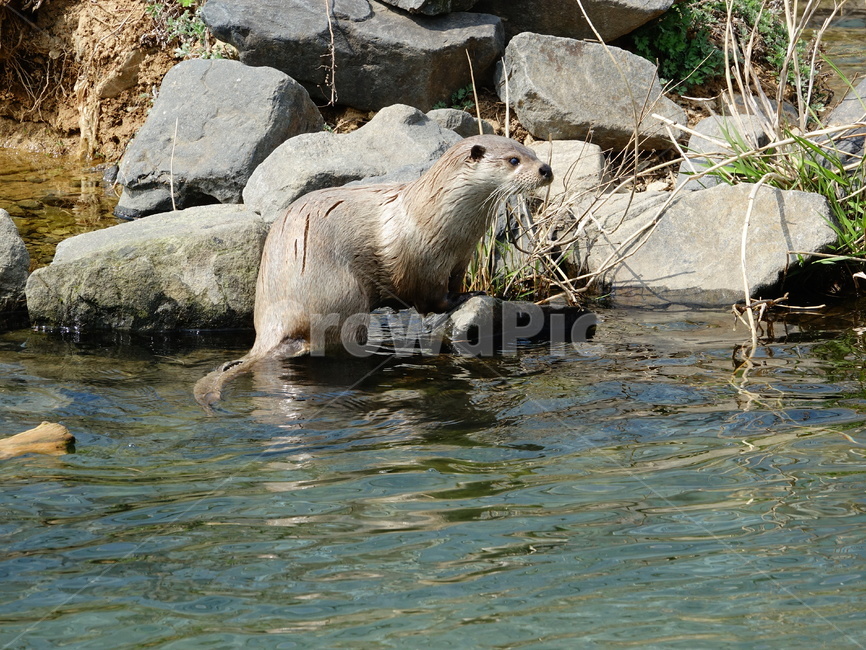 수달,동물,천연기념물,멸종위기종,환경,동물,animal,포유류,mammal