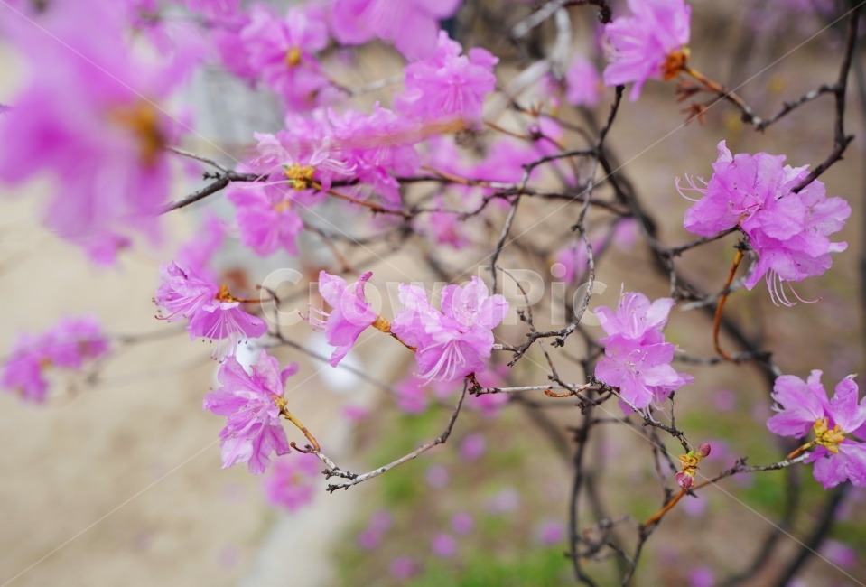 spring flowers,spring,pink flower,Azalea,flower