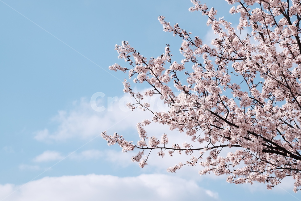벚꽃,봄꽃,cherryblossom,flower,spring,봄하늘,하늘,봄,계절,spring,season,식물,자연,plants,nature,꽃,flower,plant,blossom