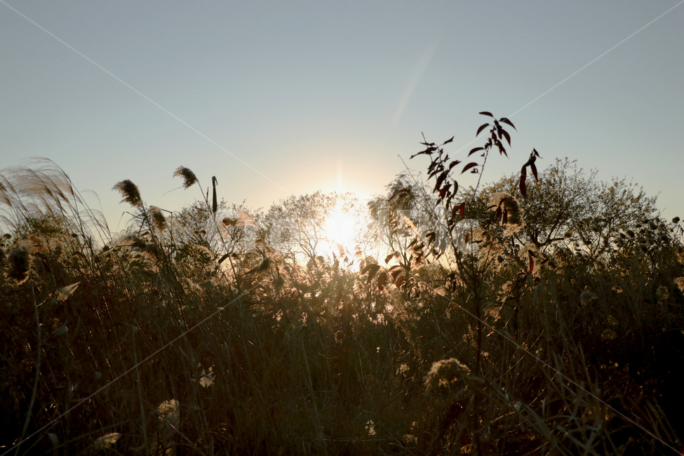 억새,갈대,노을,감성사진,공원,풀,식물,해,햇빛,감성,가을,자연,nature,plants,sun,feeling,season,fall,autumn,landscape,silvergrass,flamegrass,초록,green,자연,풍경,nature,landscape,grass,잔디,plant,lawn,flare,플레어,light,빛,reed