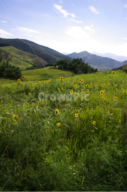 풍경,꽃밭,하늘,구름,산,나무,식물,해바라기밭,자연,풍경,nature,landscape,grassland,목초지,outdoors,옥외,field,들,farm,농장,rural,농촌