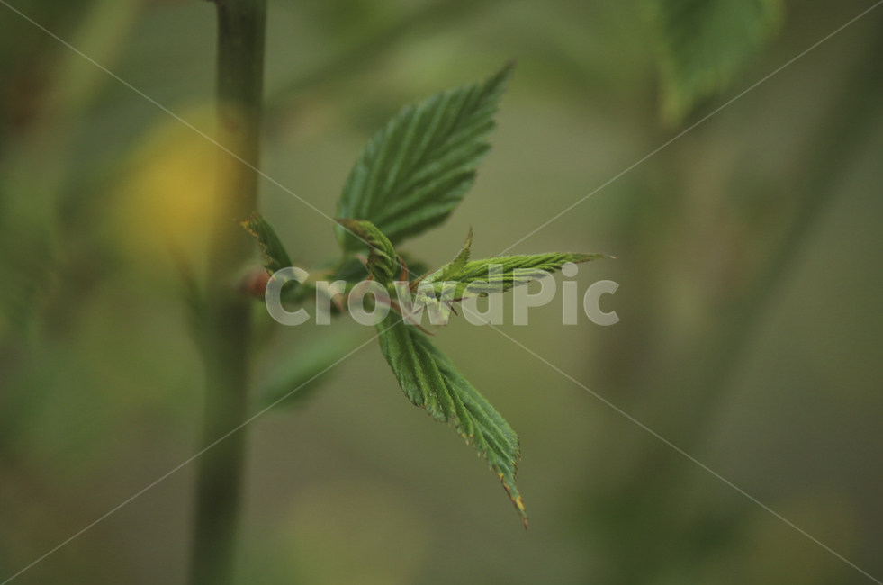 plant,식물,leaf,잎,bud,싹,새싹,green,초록,푸른,봄,spring,tree,나무,sprout