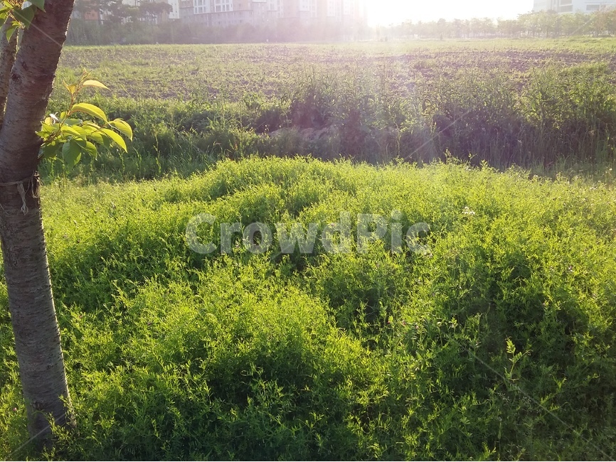 산책길,초록,나무,햇빛,풀,봄,자연,풍경,nature,landscape,한국자연풍경,한국자연경관,korea nature landscape,휴식,힐링,rest,relaxation,healing,plant,식물,field,들,grassland,목초지,outdoors,옥외
