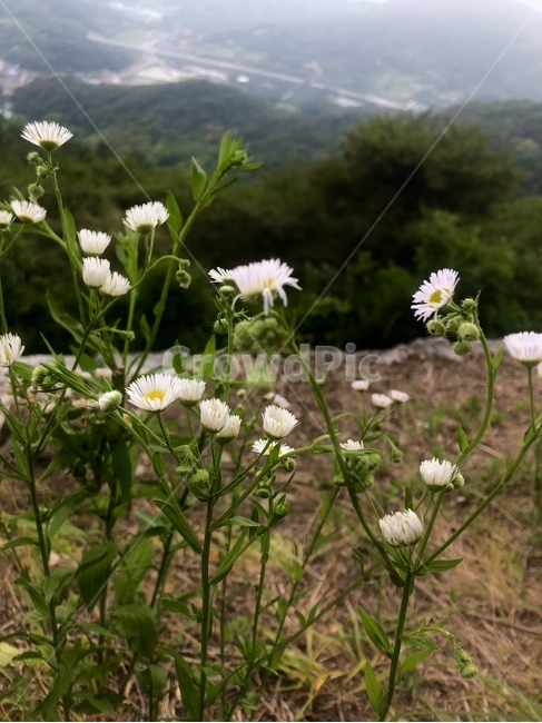 꽃,민들레,풀,나무,산