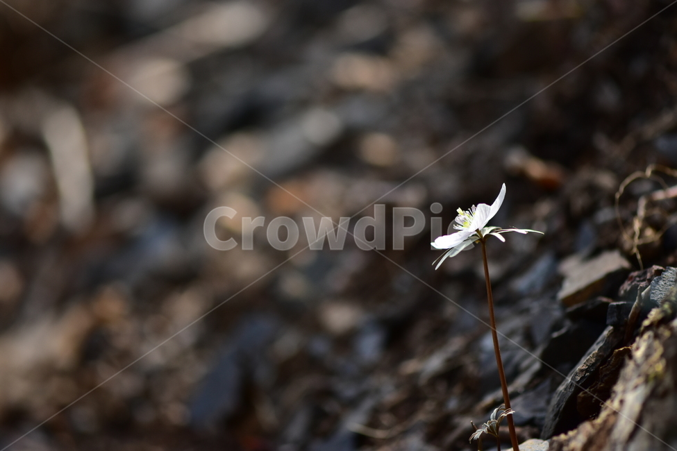 변산바람꽃,야생화,봄,꽃,흰색,자연,식물,식생,봄의전령사,풀꽃,미나리아재비과,식물,자연,plants,nature,꽃,flower