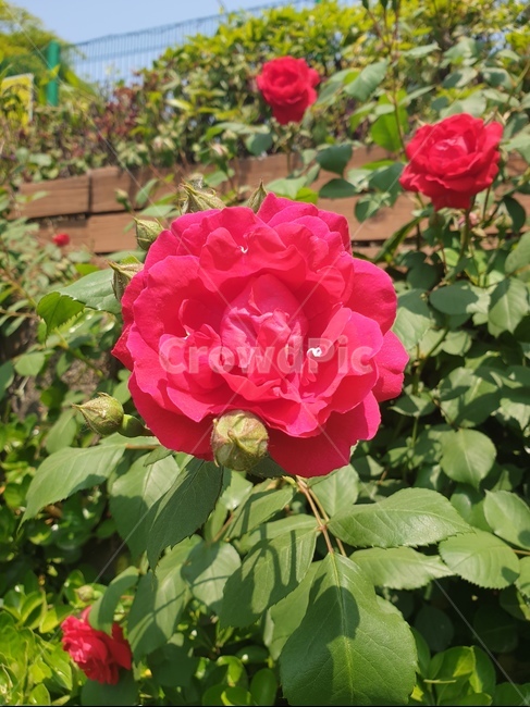 장미,로즈,꽃,flower,rose