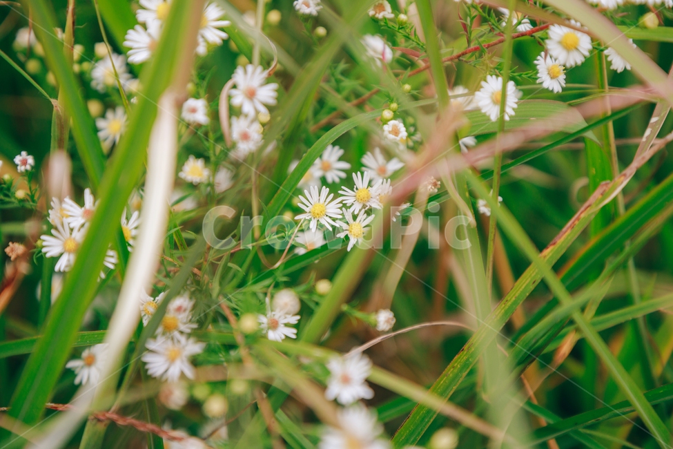 가을,식물,자연,초록,흰꽃,쑥부쟁이,식물,자연,plants,nature,꽃,flower