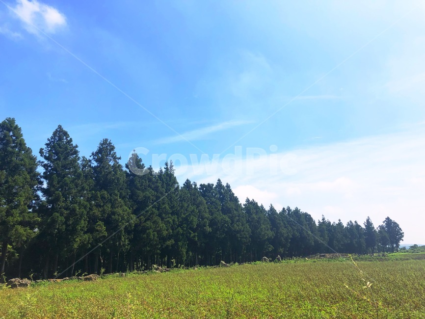 grassland,자연,목초지,field,nature,자연,풍경,nature,landscape,들,outdoors,옥외