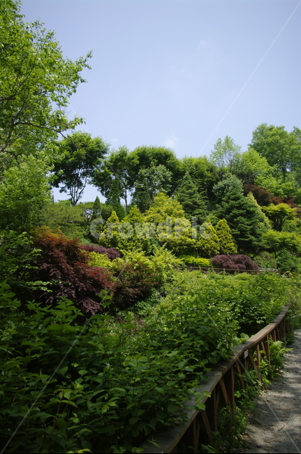 초록,나무,잎,식물,plant,계절,봄,spring,자연,풍경,nature,landscape,tree,vegetation,초목,bush,부시