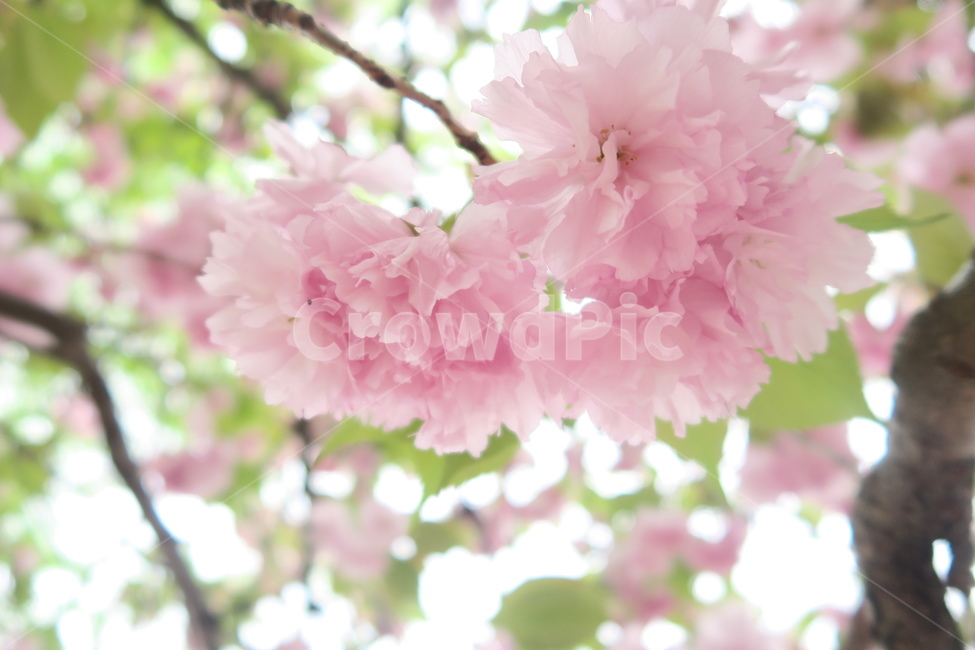 꽃,flower,겹벚꽃,벚꽃,봄꽃,봄이미지,봄날,spring,꽃축제,flowers,식물,아름,자연,nature,핑크,분홍색,pink,식물,자연,plants,nature,꽃,flower