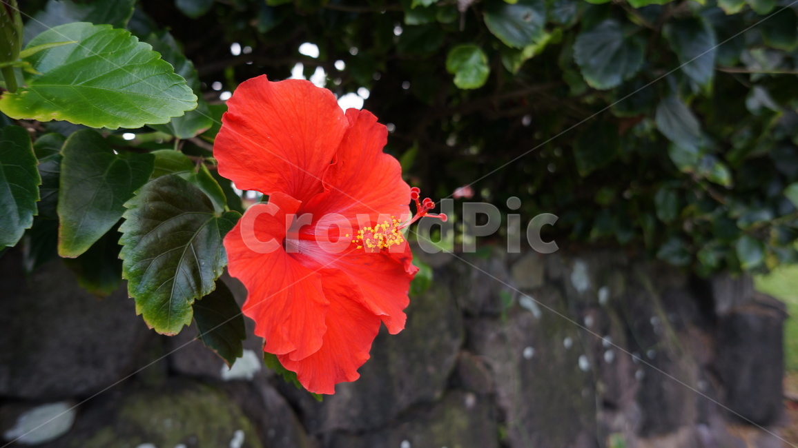 꽃,붉은,감성사진,식물,자연,plants,nature,flower,red,담