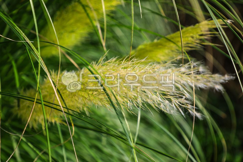 팜파스그라스,팜파스,갈대,갈색,pampasgrass,pampas,brown