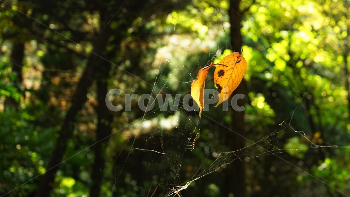 나무,녹색,숲,초가을,자연,nature,trees,green,woods,fall,autumn,sky,blue,가을,계절,fall,autumn,season,plant,식물,leaf,잎