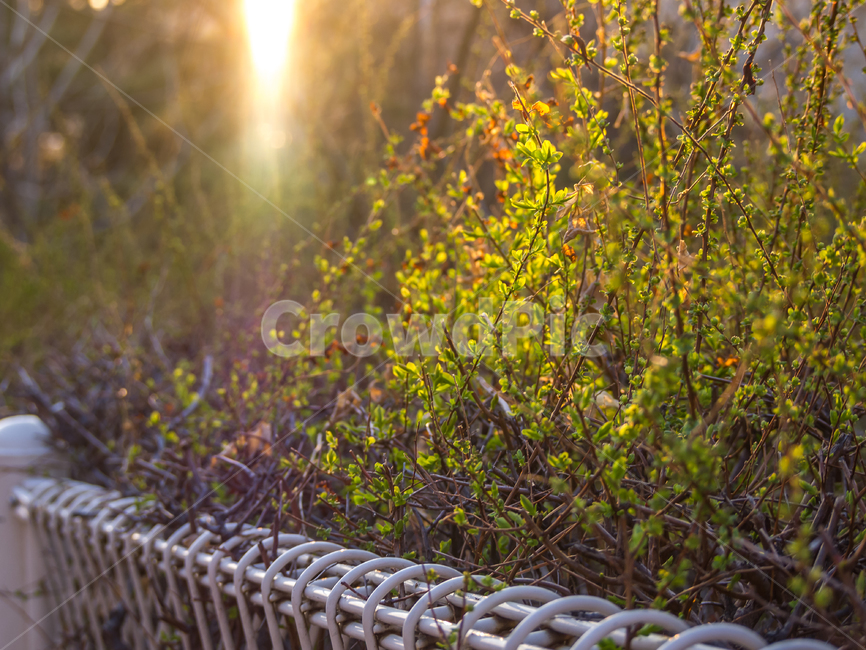 빛,식물,plant,light,봄,spring,fence,울타리