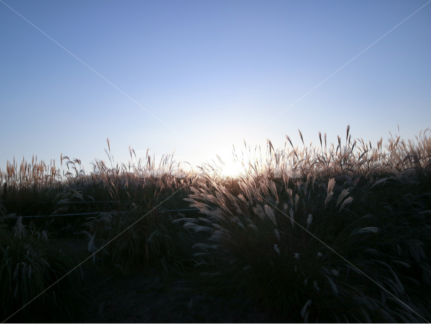 갈대,하늘,갈대밭,가을풍경,autumn,fall,commonreed,자연,풍경,nature,landscape,plant,식물,grass,잔디,lawn,reed