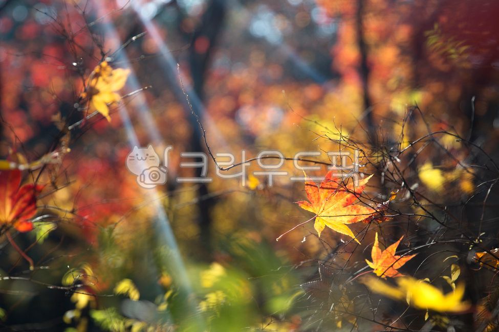 leaf, 잎, plant, 식물, fallautumn, 사진,이미지,일러스트,캘리그라피 - 사진한스푼작가