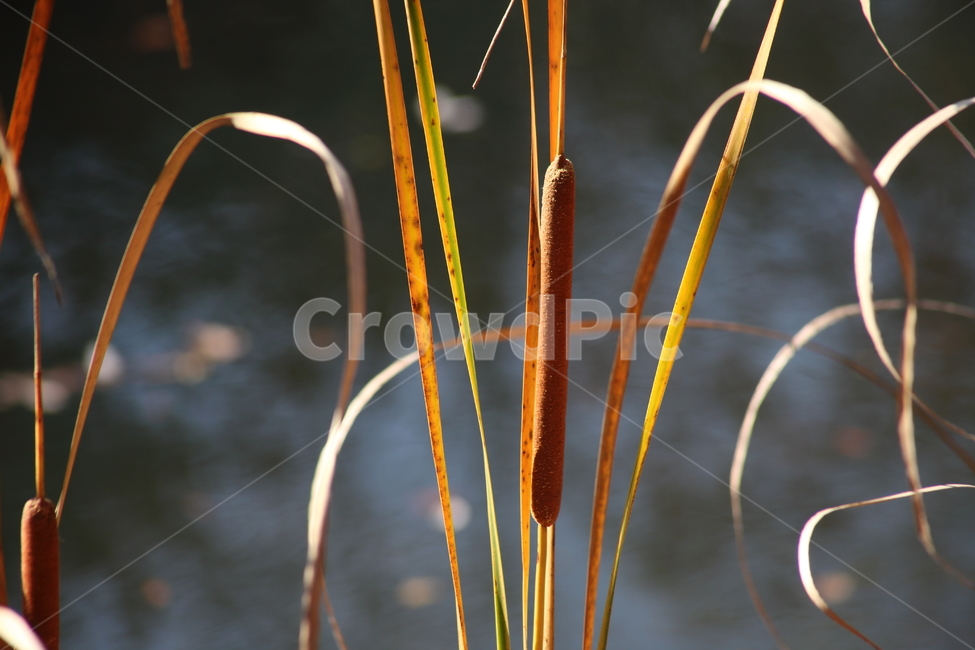 부들,감포,식물,cattail,수생식물,식물,자연,plants,nature