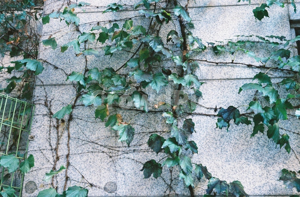 plant,식물,덩쿨,벽,초록잎,잎,식물,자연,plants,nature