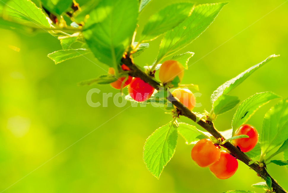 봄,앵두,접사촬영,초록,분홍,아름다움,열매,식물,자연,plants,nature,과일,열매,fruit
