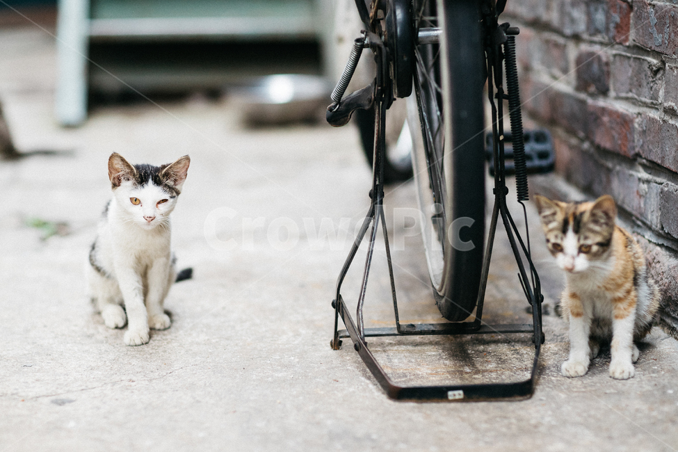 고양이,캣,cat,길냥이,길고양이,길냥,냥이,고양,동물,동물,animal,포유류,mammal,고양이,cat,kitten,kitty