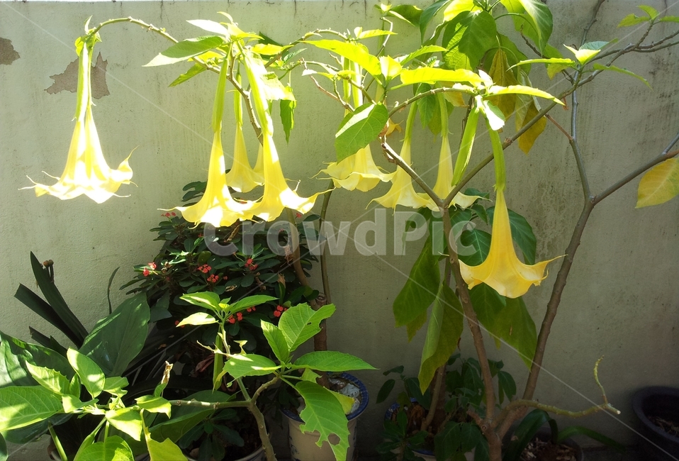엔젤트럼펫꽃,브루그만시아,가지과,속씨식물,brugmansia,꽃,식물,sensible,flower