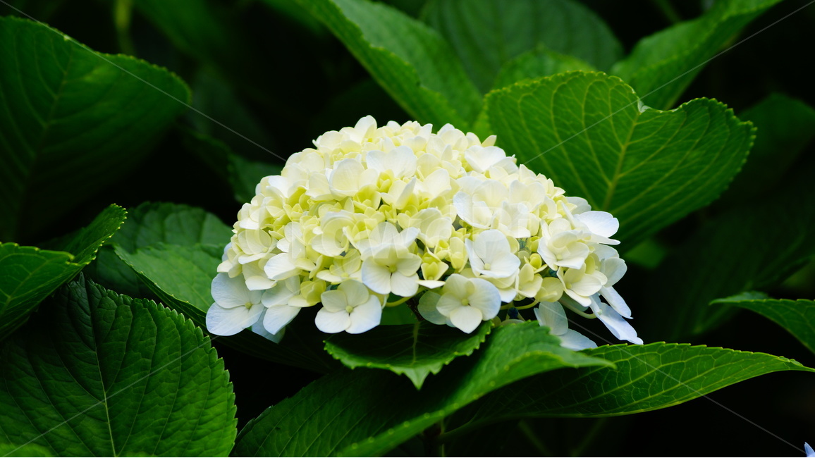 수국,꽃,꽃사진,식물,수국꽃,식물,자연,plants,nature,꽃,flower