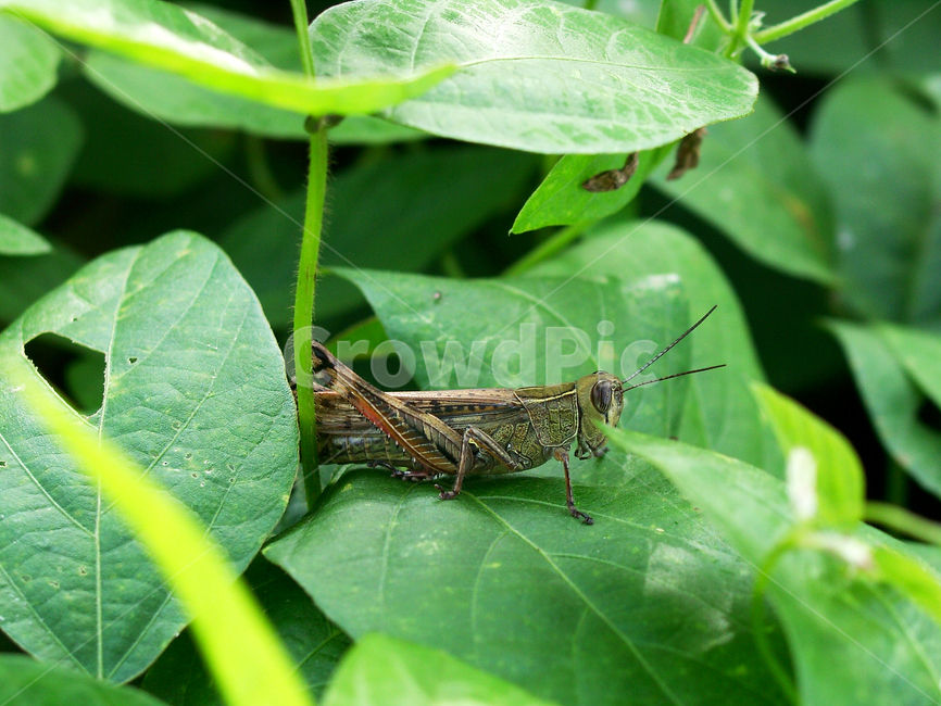 곤충,메뚜기,생태,생태계,자연,동물,animal,곤충,벌레,insect,bug