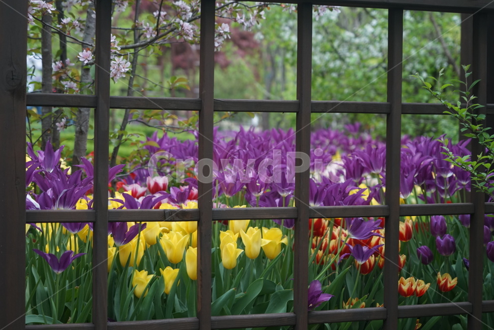 튤립,꽃밭,꽃송이,정원,정경,풍경,식물,자연,plants,nature,꽃,flower