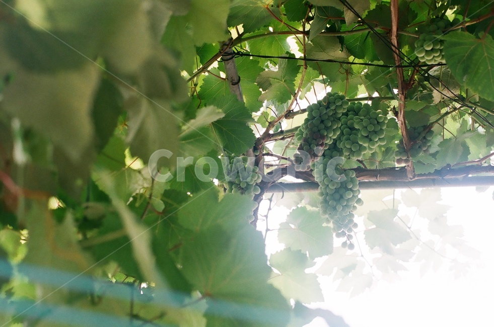 청포도,포도,포도밭,여름,여름이미지,식물,자연,plants,nature,과일,열매,fruit