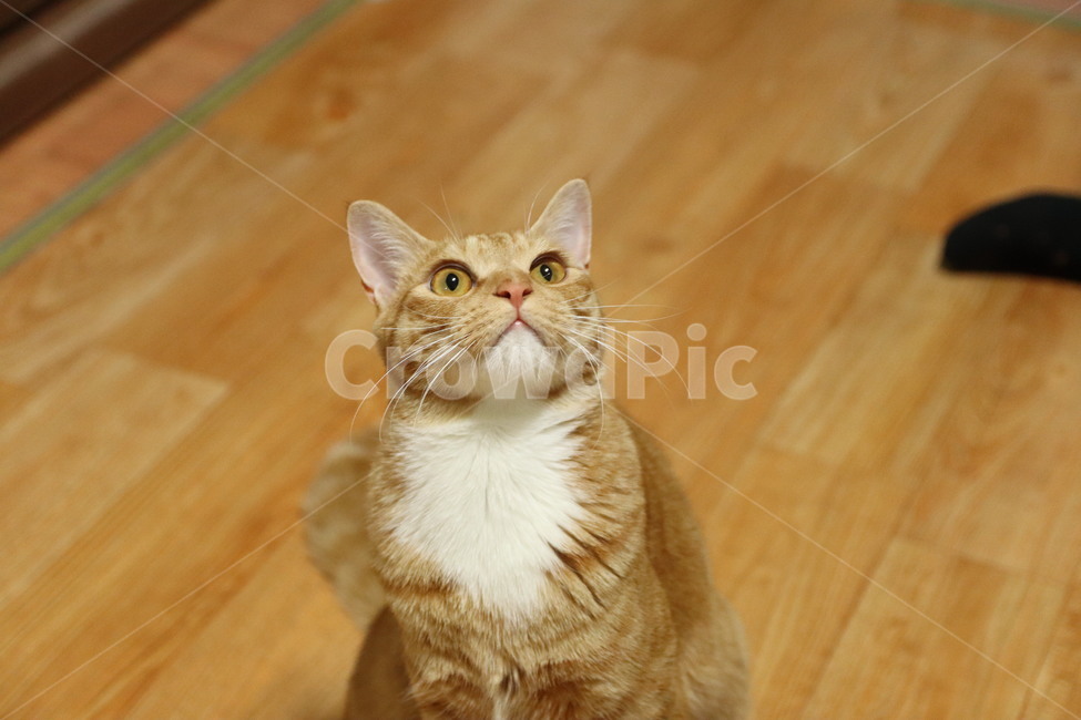 Cheese nose short,house cat,stray cat,cat,yellow cat,nose short,Korea Shorthair,animal,pet