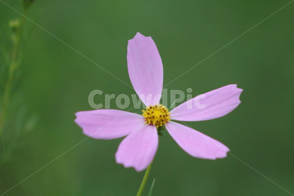 꽃,코스모스,야생화,식물,cosmos,가을,계절,fall,autumn,season,식물,자연,plants,nature,꽃,flower,plant