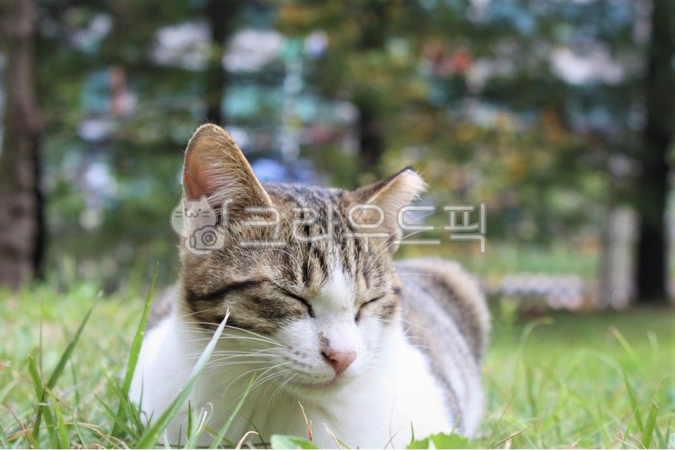 Bread posture,Pets,sunlight,stray cat,mammal,grass,cat,plant,animal,mammalia,Dozing off,lawn,pet