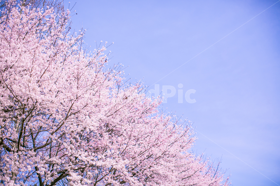 봄,벚꽃,꽃나무,꽃놀이,분홍색,봄풍경,cherryblossom,벚나무,벚꽃놀이,pink