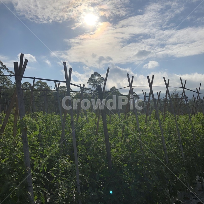 nature,자연,outdoors,옥외,시골,발리,인도네시아,자연,풍경,nature,landscape