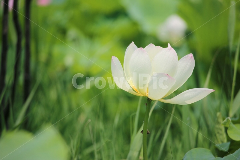 연꽃,무소유,바탕화면,하얀연꽃,부처님,식물,자연,plants,nature,꽃,flower