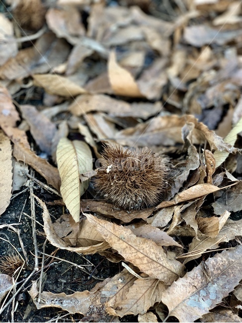 밤나무,밤,밤열매,겨울,나뭇잎,가을,계절,과일,오브젝트,object,밤껍질,가시,leaf,잎,plant,식물