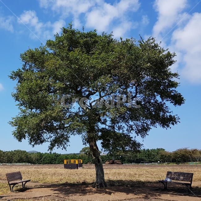 나무,벤치,나무한그루,tree,bench
