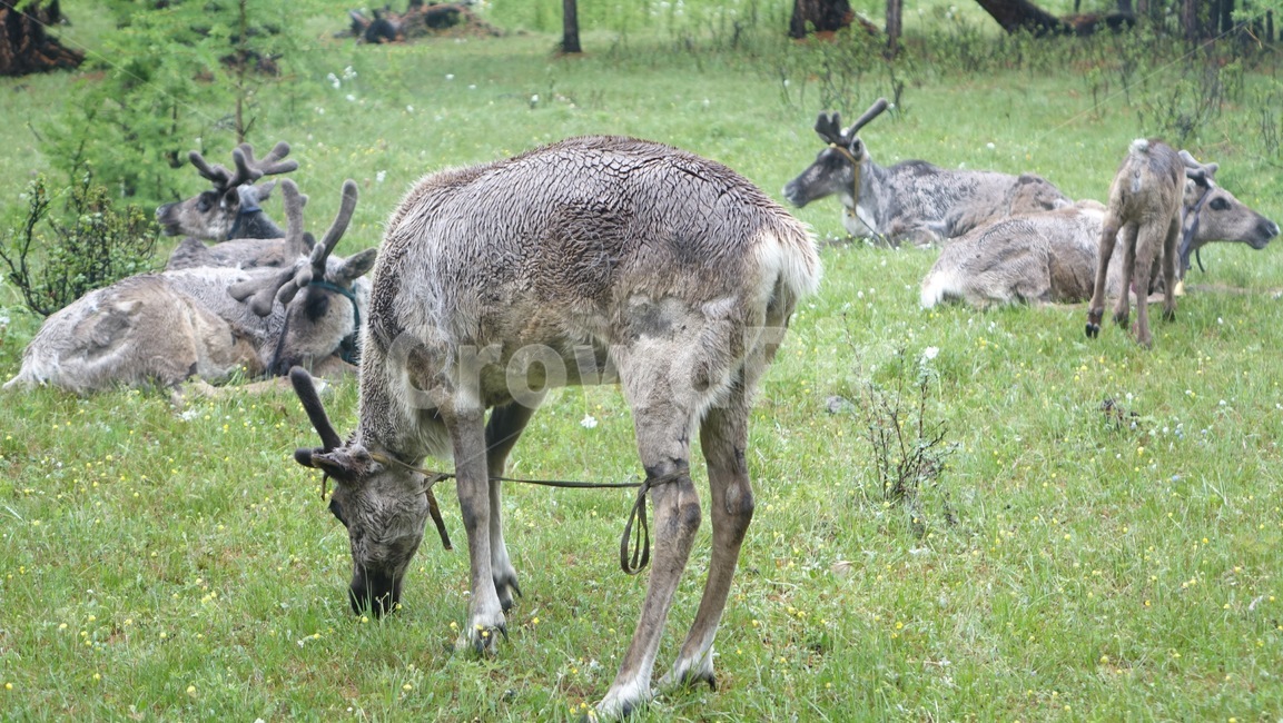 reindeer,forest,grass,숲,순록,animal,tree,나무,green,초록,몽골,초원