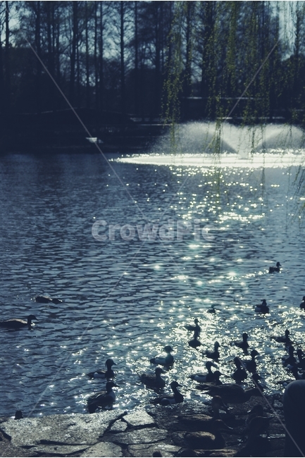 호수,오리,오리들,duck,분수,lake,물,water,연못,pond,가족,family,동물,animal,조류,새,birds,감성,sensible,feeling,휴식,힐링,rest,relaxation,healing