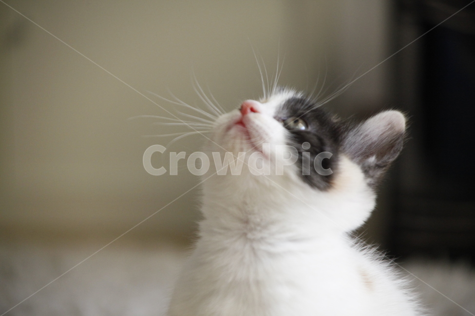 고양이,점박이,아기고양이,러블리,cat,kitty,동물,animal,포유류,mammal,고양이,cat,kitten,kitty