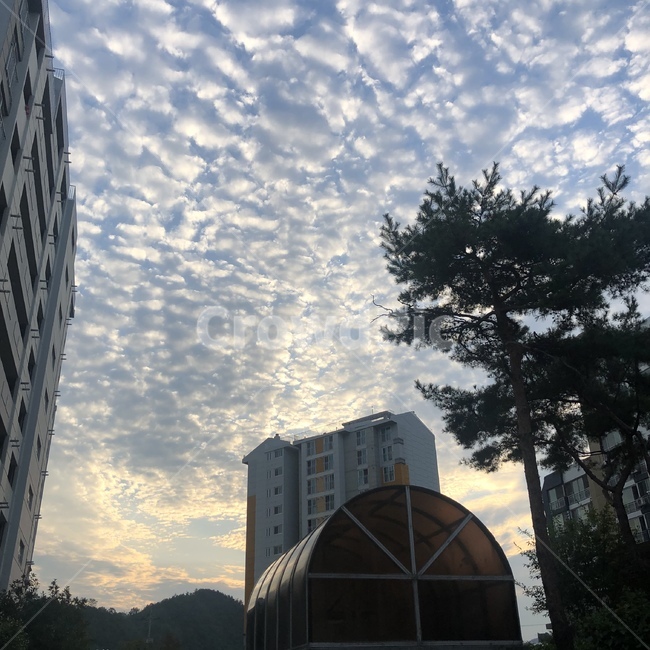 건물,building,노을,하늘,소나무
