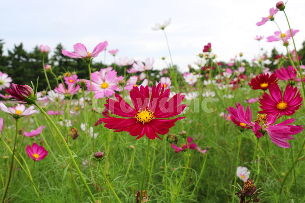 꽃,코스모스,코스모스꽃,식물,자연,풍경,국화과,가을,꽃밭,식물,자연,plants,nature,꽃,flower