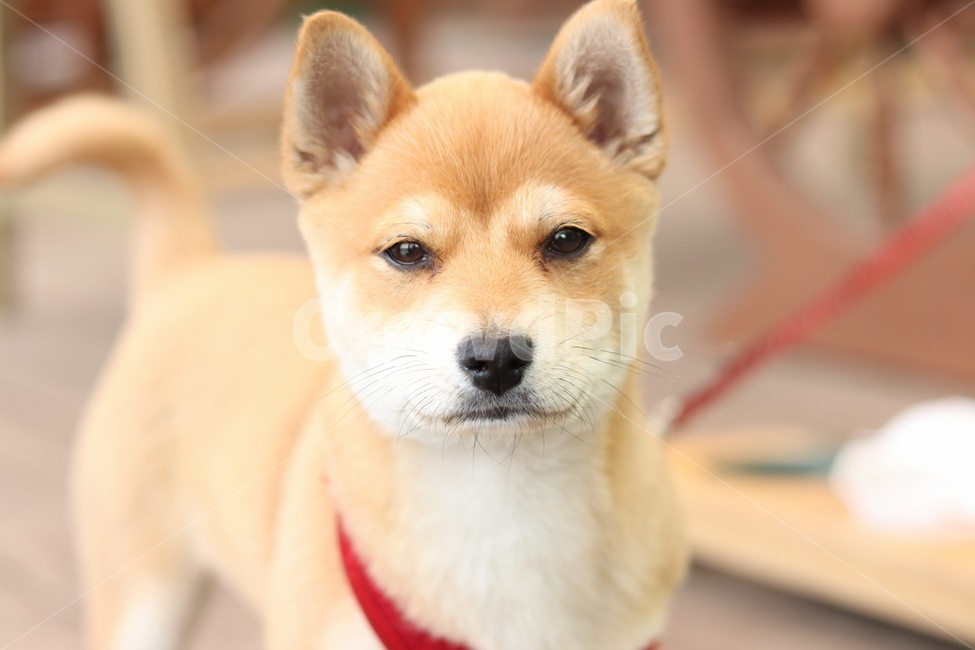 강아지,멍멍이,분위기,생명,견,풍경,동물,animal,포유류,mammal,개,강아지,dog,doggy