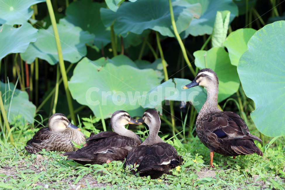 오리,조류,생태계,청둥오리,새,동물,animal,조류,새,birds